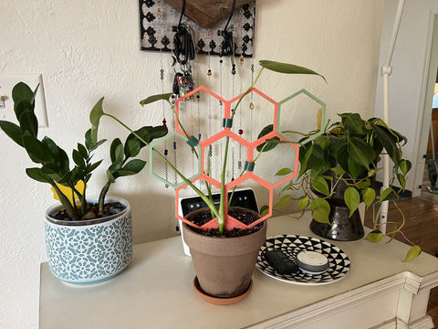 pink trellis for potted plants pothos hoya