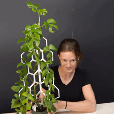 raphidaphora tetrasperma growing on hexagon trellis indoor outdoor use