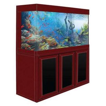 aqua dream aquarium