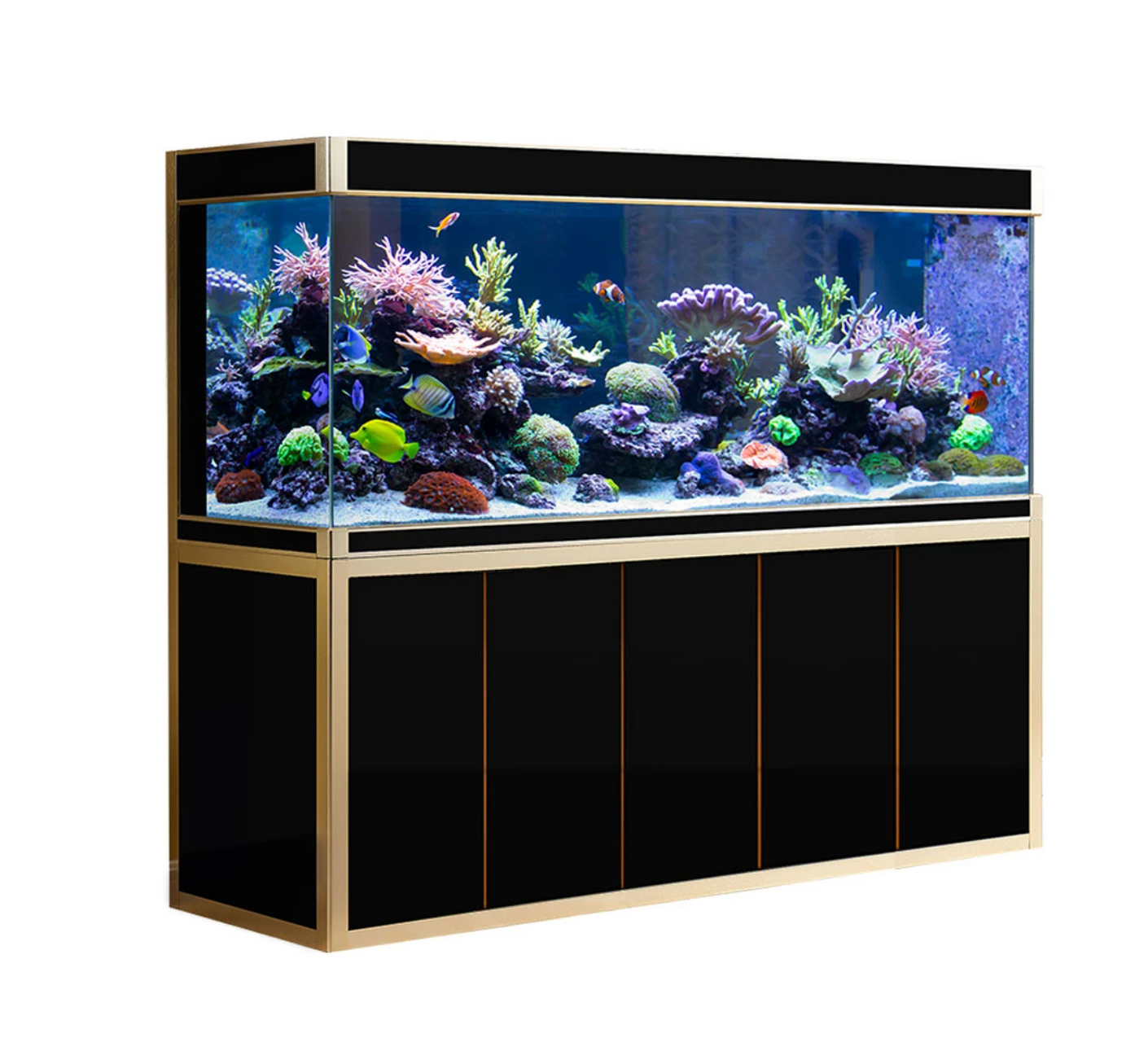 aqua dream aquarium