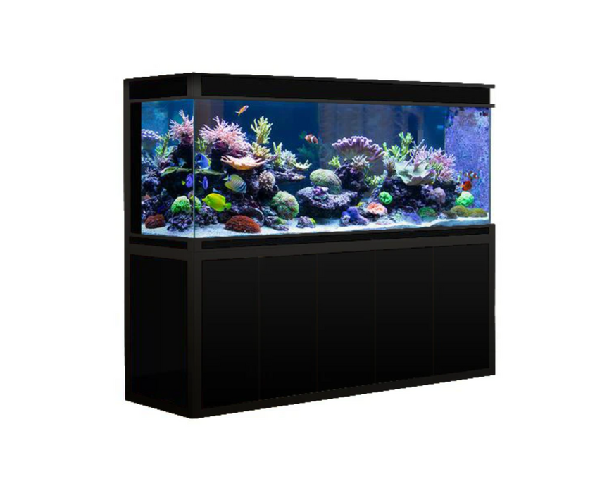 dream aquarium add fish