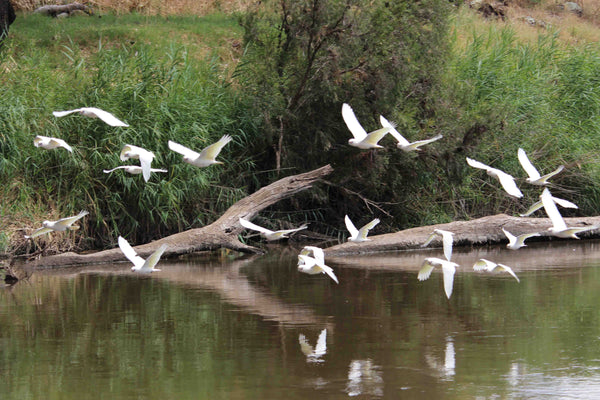 Corellas at Ponto Falls Wellington NSW