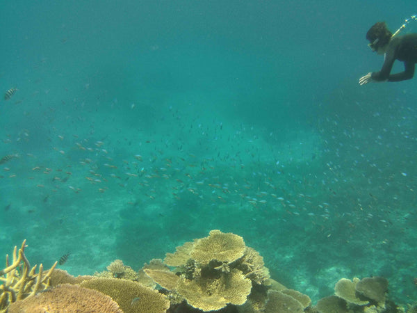 Snorkeling on the great barrier reef through a school of colourful tropical fish