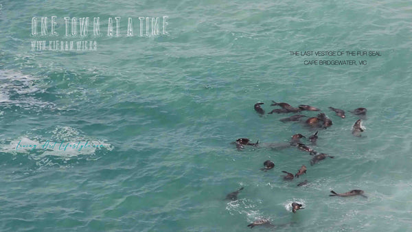 FUR SEAL COLONY FROLLICKING IN THE WATER AT CAPE BRIDGEWATER VICTORIA AUSTRALIA