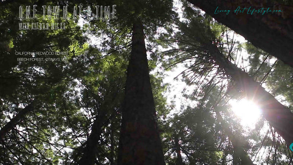 CALIFORNIA REDWOOD FOREST, BEECH FOREST OTWAYS NATIONAL PARK VICTORIA