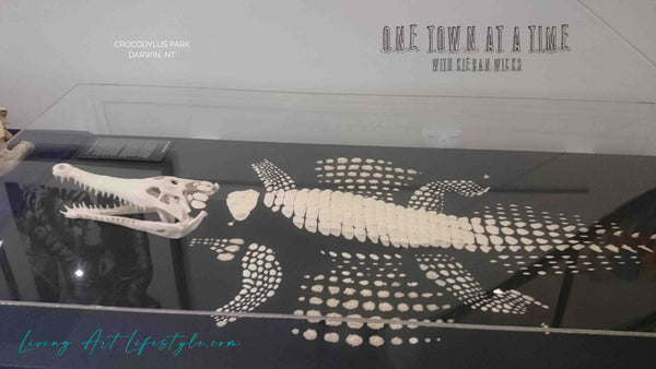 Crocodylus Park - Crocodile skeleton Darwin - One Town at a Time Northern Territory Museum