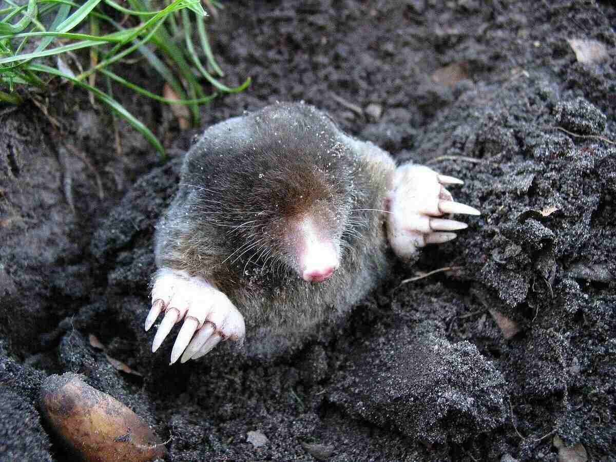 Dealing With Moles In Your Lawn – ALLETT