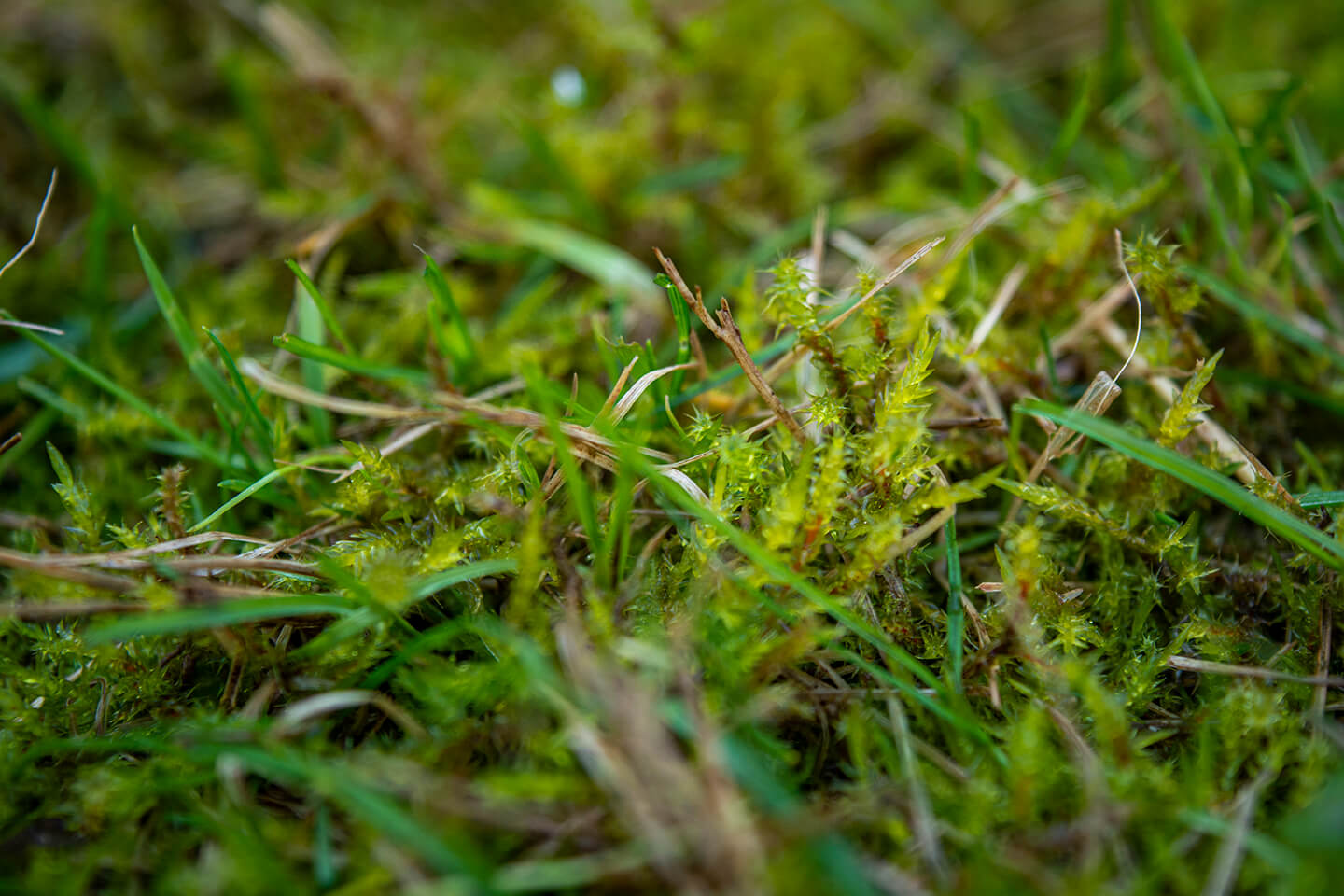 How to Get Rid of Moss in Your Lawn, Forever (2023)