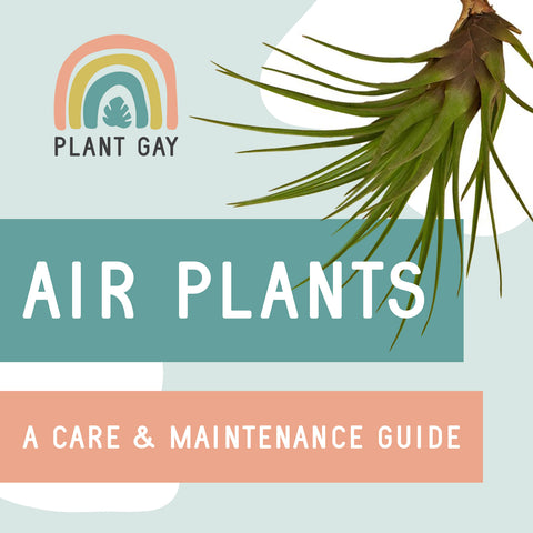 Air Plants : A Care & Maintenance Guide