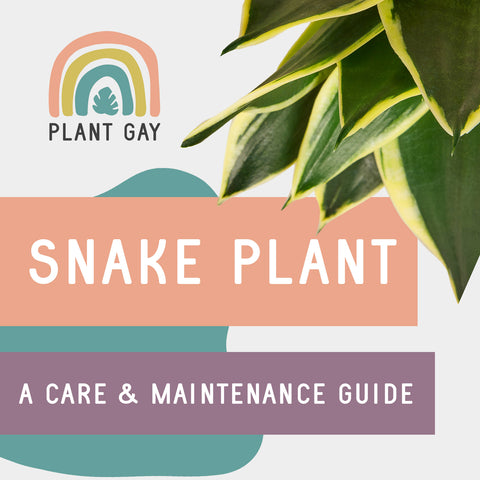 Snake Plant A Care & Maintenance Guide