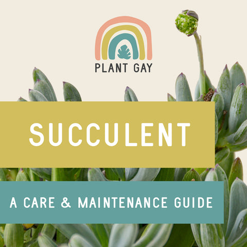 Succulent A Care & Maintenance Guide