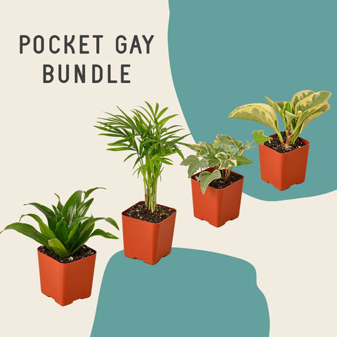 Pocket Gay Bundle