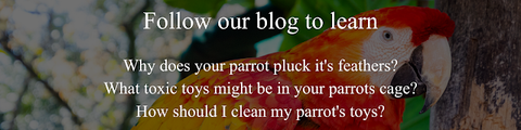 5 Pillars of Parrot-Hood Blog