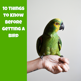 10 Things to know before getting a bird