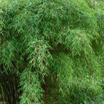 biografie Intact diefstal Fargesia murieliae 'Simba' - Niet woekerende bamboe – Tuinplantenloods