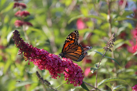 A Monarch Butterfly settling on a Butterfly Bush at Bayfield Lavender Farm in Bayfield, Ontario.