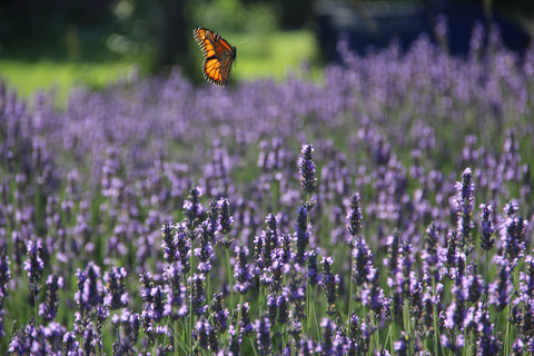 A Monarch Butterfly passes through the purple lavender at Bayfield Lavender Farm outside of Bayfield, Ontario.