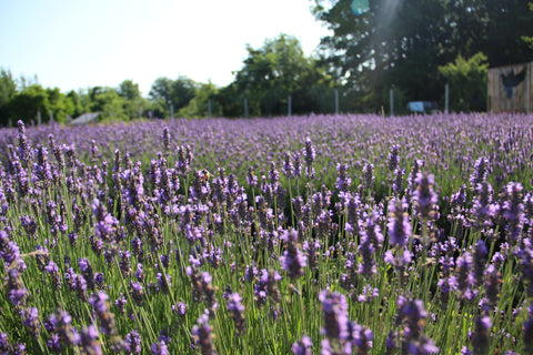 Lavender in bloom at Bayfield Lavender Farm outside of Bayfield, Ontario.