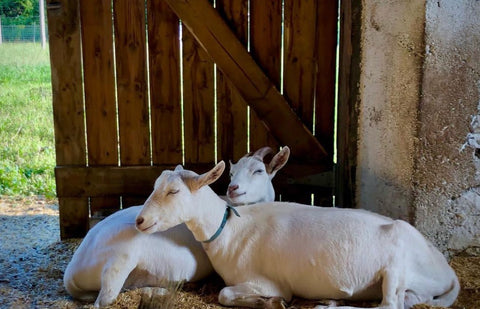 Two white goats snuggle in old barn on Bayfield Lavender Farm.