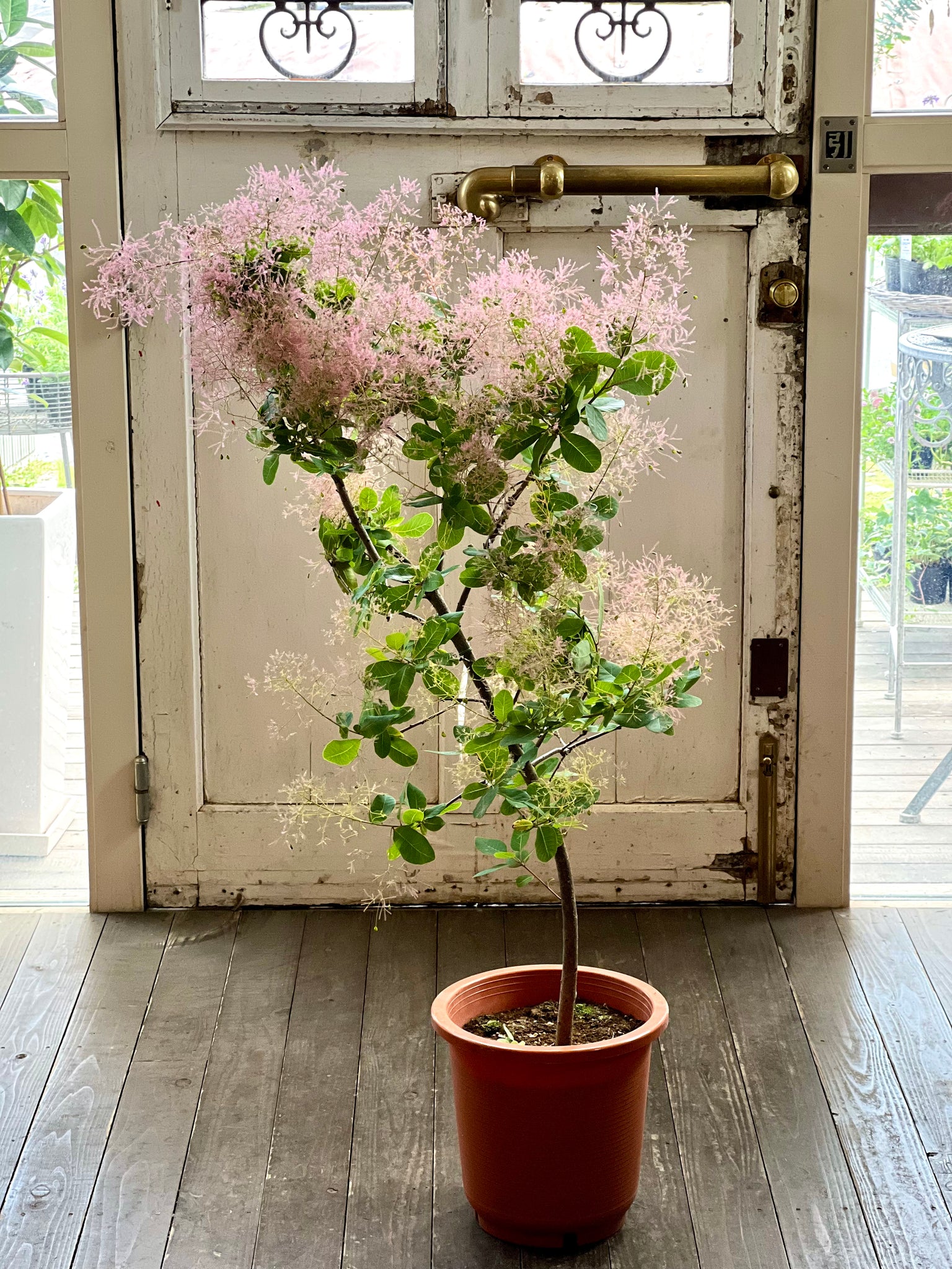 スモークツリー 大苗 ラブリーローズ - 植物/観葉植物