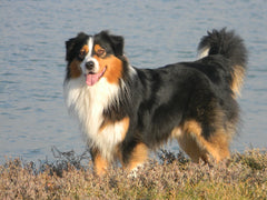 Australian shepherd