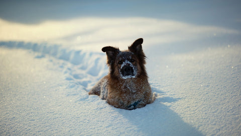 chien dans la neige