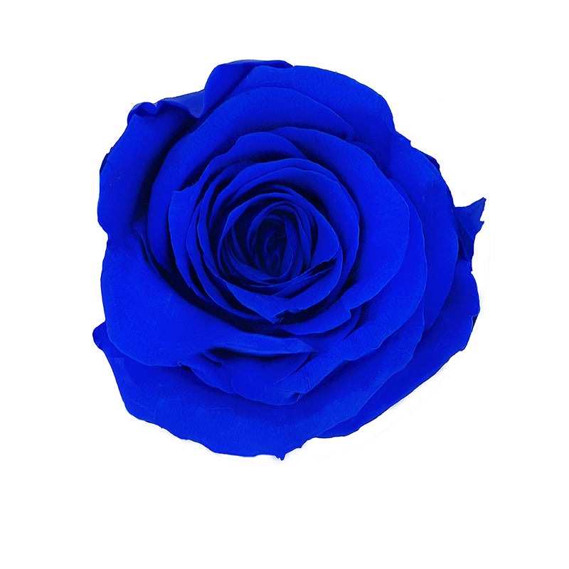 Dark Blue King
