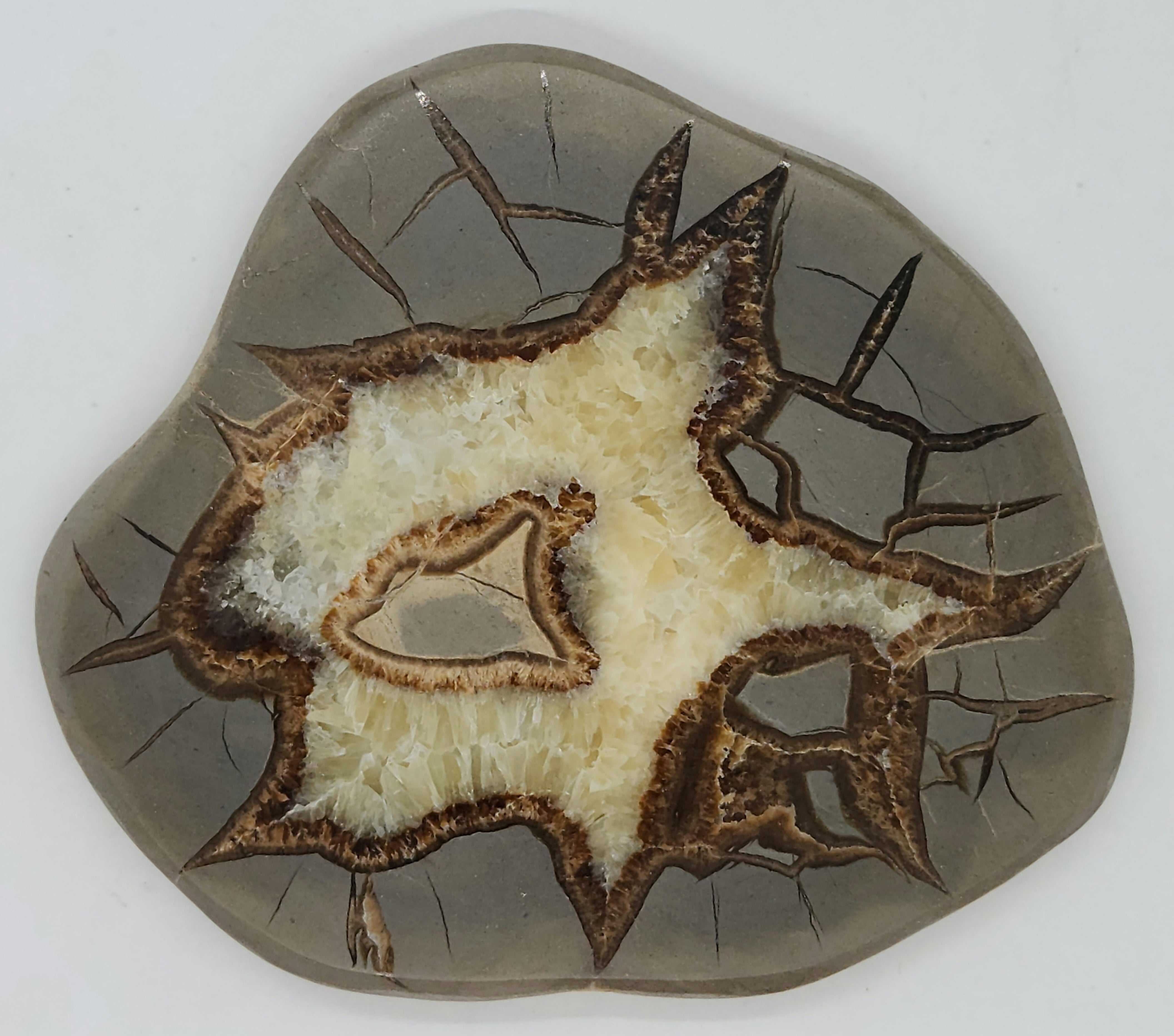 Septarian Nodule Slice