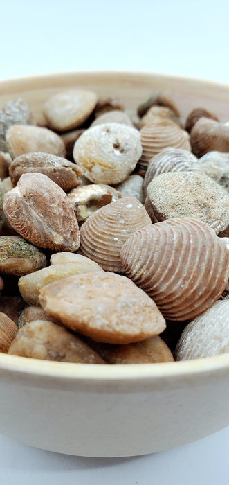 Fossil Bivalve Clam Shells — In Stone Fossils