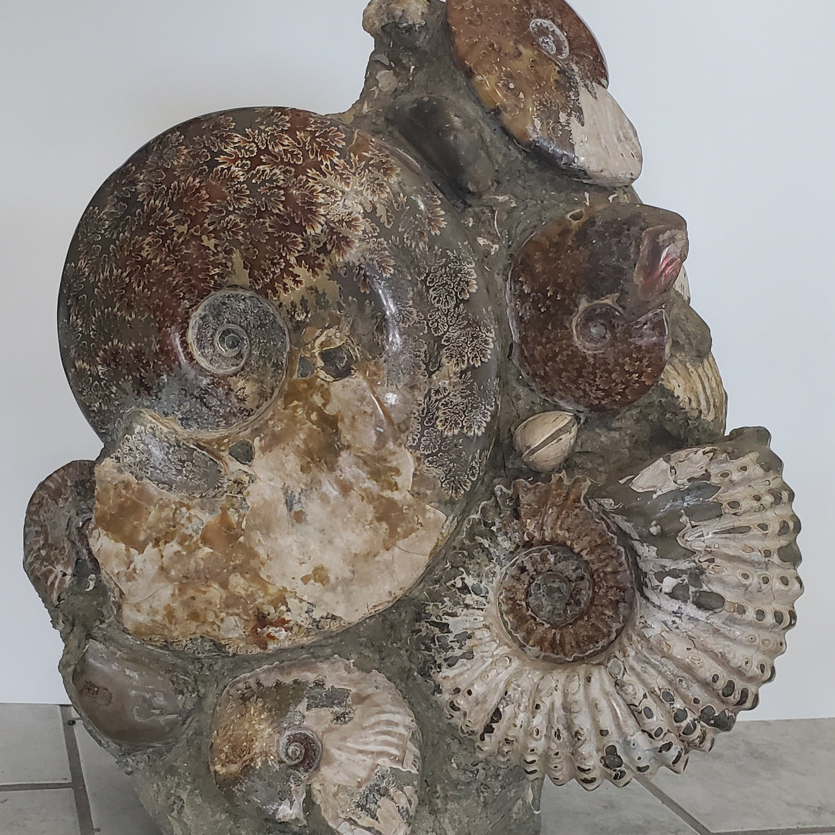 Ammonite Cluster | Madagascar — In Stone Fossils