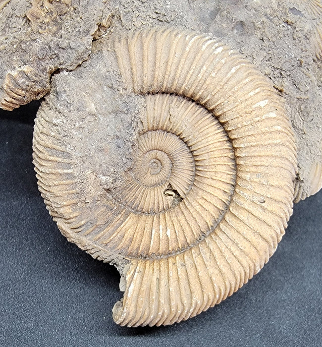 Dactylioceras Ammonite | Germany — In Stone Fossils