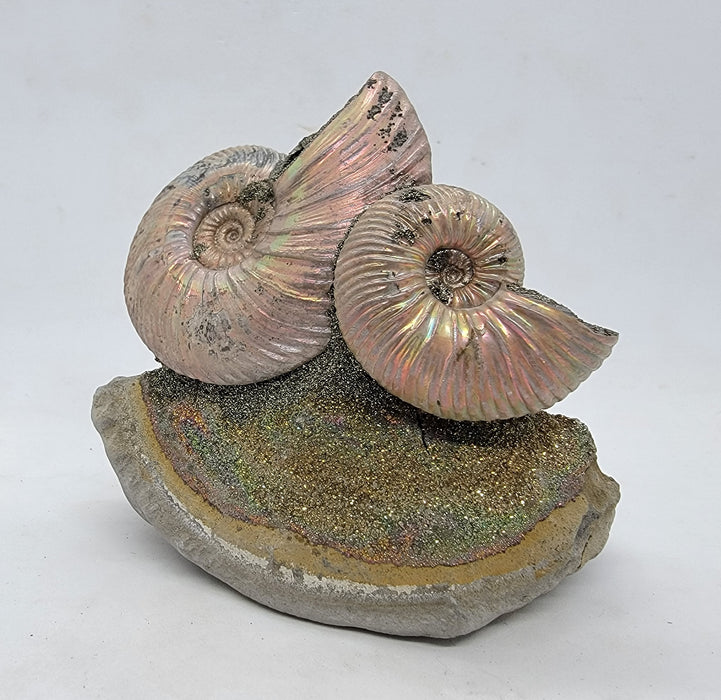 Iridescent Pyritized Ammonites | Russia — In Stone Fossils