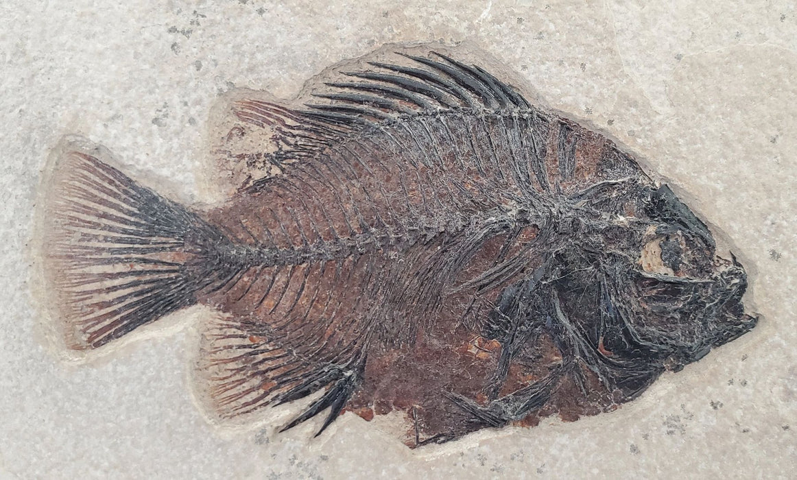 Prepare Your Own Fossil Fish — In Stone Fossils