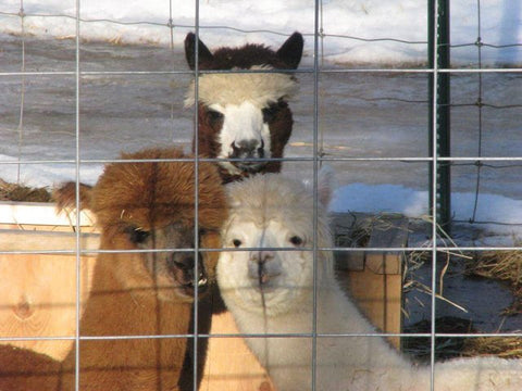 3 alpacas behind a fence