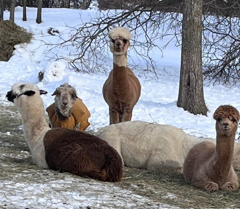 alpacas sitting and lying down in a snowy field