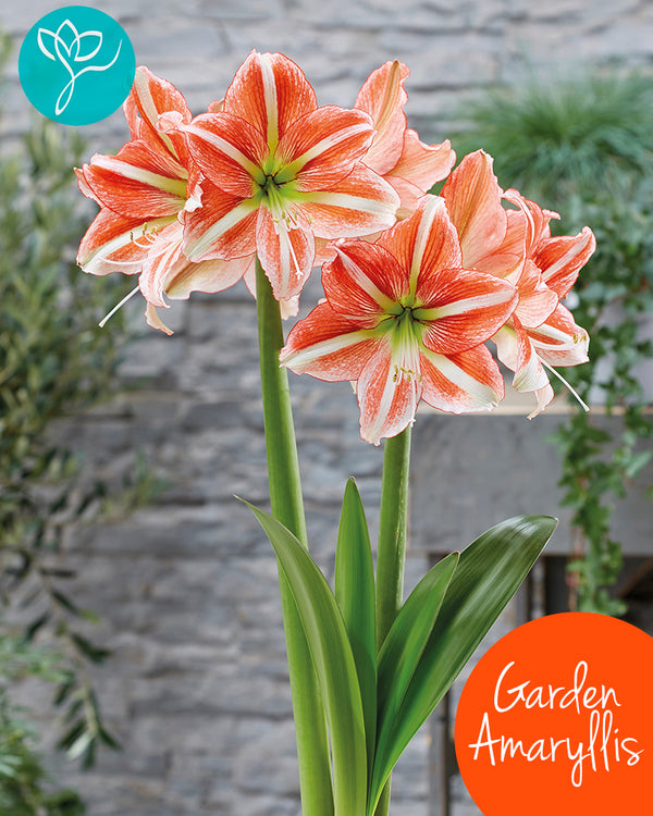 Slager strategie burgemeester Amaryllis Vondelpark® Garden/tuin pakket van 5 bollen - Season of Flowers