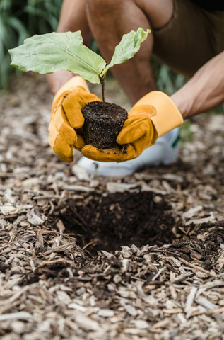 planting