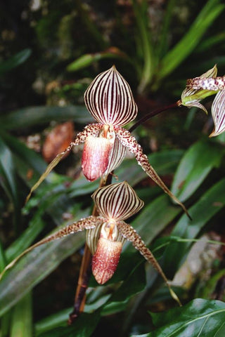 the priciest orchid