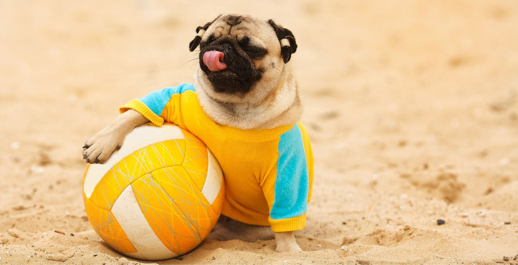 Pug on the beach with a football