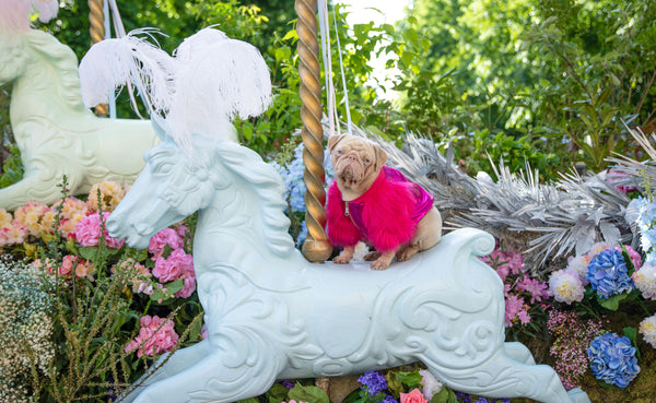 Milkshake the Pug on Kings Road posing on a Carousel Horse at Chelsea in Bloom 2023