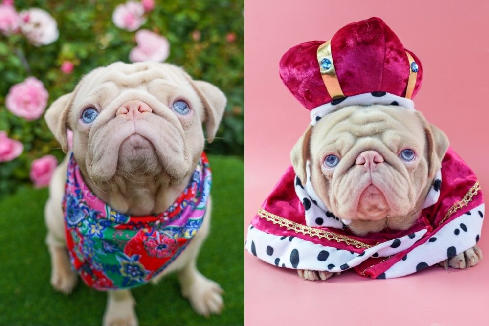 Milkshake the Pink pug wearing a bandana and king costume