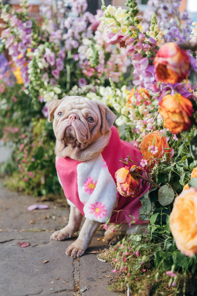 Milkshake the Pug sitting in a flower display at Chelsea in Bloom 2023 wearing a pink jumper