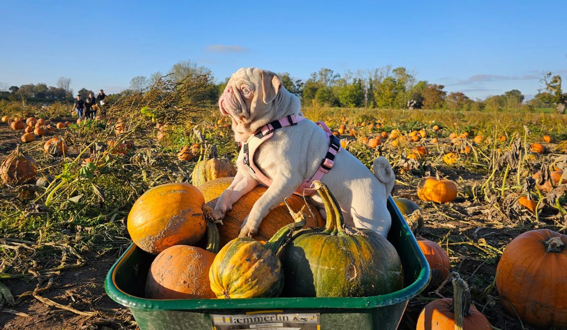 Milkshake the Pug lying on a wheelbarrow full of pumpkins at Mrs G's Pumpkin patch