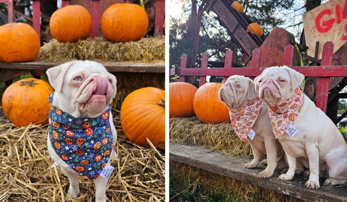 Milkshake and Dumpling the Pink Pugs posing in the pumpkin patch in their Halloween bandanas