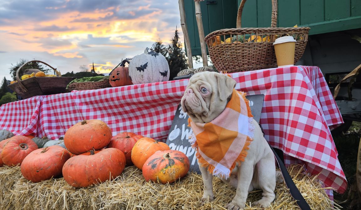 Milkshake the pug  posing on a hay bale wearing a plaid orange bandana