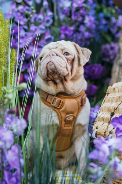 Milkshake the Pug sitting outside The Ivy restaurant, surrounded by purple flowers in Chelsea, London