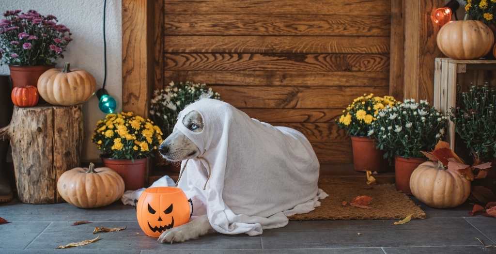 Dog dressed in a white sheet as a ghost as a Halloween costume on Halloween