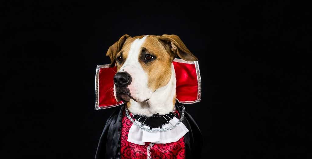 Dog dressed as count dracula for Halloween