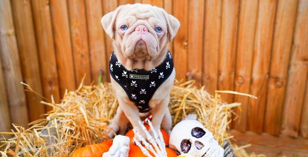 Milkshake the pink pug wearing Frenchie Bulldog harness in a pumpkin patch at Halloween