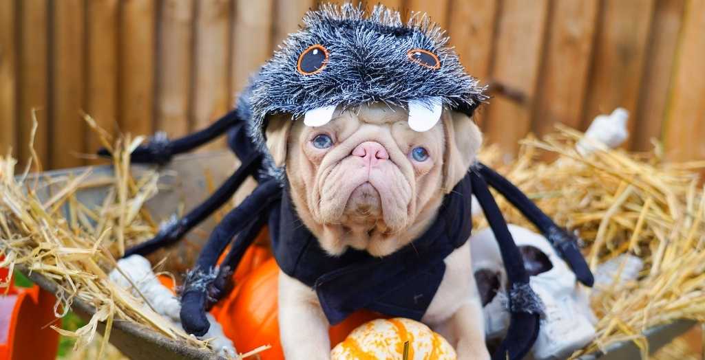 Milkshake the pug in pumpkin patch dressed as a spider